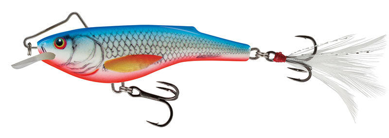 Dace Blue Rail Shad